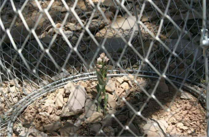   Cephalanthera,cucullata,Σεφαλανθέρα Κουκουλάτα,Γάλλο,φυσιοδίφη,Victor Raulin,σπάνια,ορχιδέα,ενδημικά,φυτά,Κρήτη,